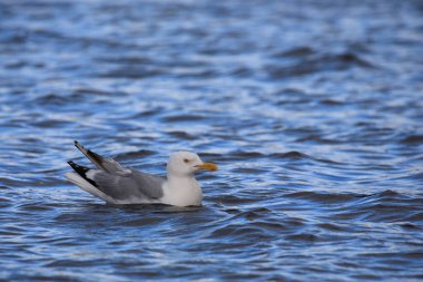 Kanadamoewe oder Amerikanische Silbermoewe / American ringa martı veya Smithsonian martı / Larus smithsonianus