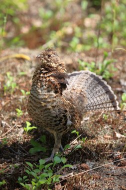 Kragenhuhn / Rupped grouse / Bonasa umbellus