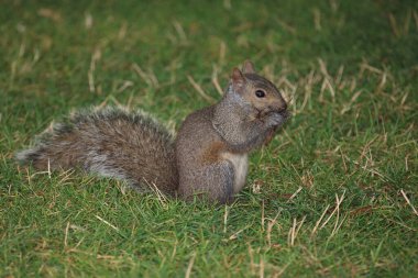 Oestliches Grauhoernchen / Doğu gri sincap / Sciurus carolinensis