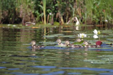 Ringschnabelente oder Halsringente / Halka boyunlu ördek / Aythya yaka