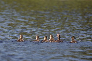 Ringschnabelente oder Halsringente / Halka boyunlu ördek / Aythya yaka