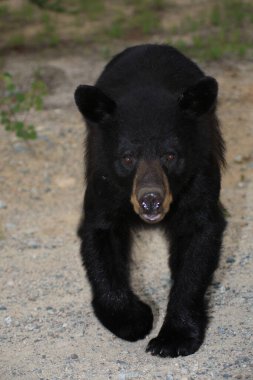 Schwarzbaer / Black bear / Ursus americanus