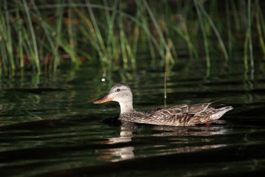 Stockente / Mallard / Anas platyrhynchos