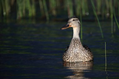 Stockente / Mallard / Anas platyrhynchos