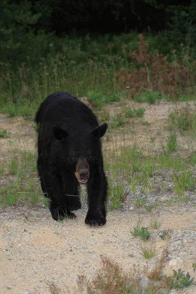 Angreifender Schwarzbaer Charging Black Bear Ursus Americanus — Stok fotoğraf