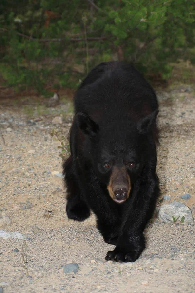 Angreifender Schwarzbaer Charging Black Bear Ursus Americanus — Stok fotoğraf