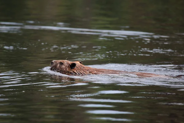 Ίνα Biber Beaver Castor — Φωτογραφία Αρχείου