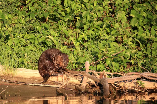 Biber Beaver Castor Fiber — Stock fotografie