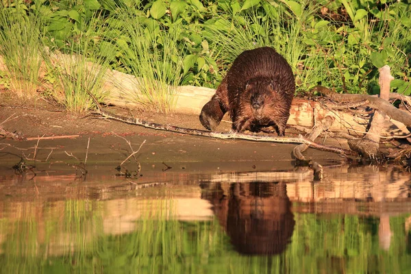 Biber Beaver Włókno Rycynowe — Zdjęcie stockowe