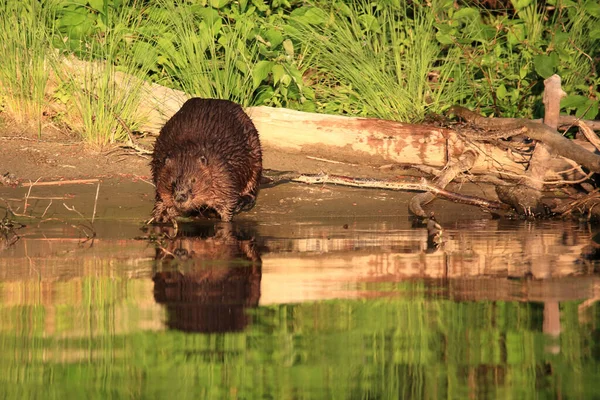 Ίνα Biber Beaver Castor — Φωτογραφία Αρχείου