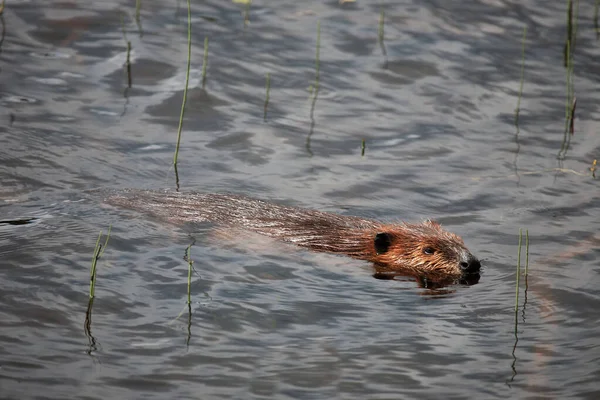 Biber Beaver Castor Fiber — Stock fotografie