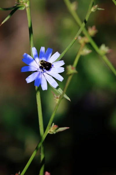 Blume Mit Biene Flower Bee Flos Apiformes — Photo