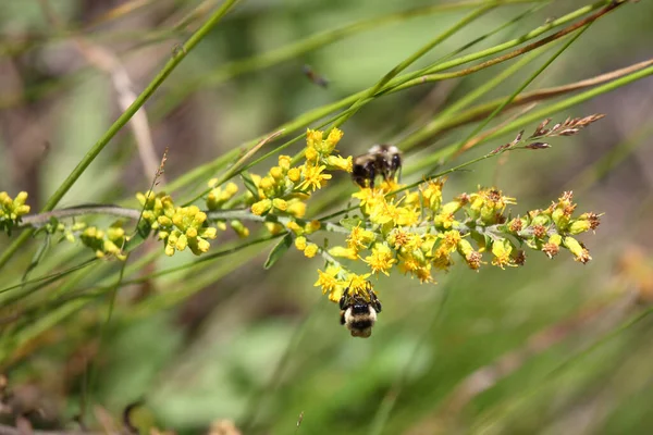 Blume Mit Biene Flower Bee Flos Apiformes — Zdjęcie stockowe