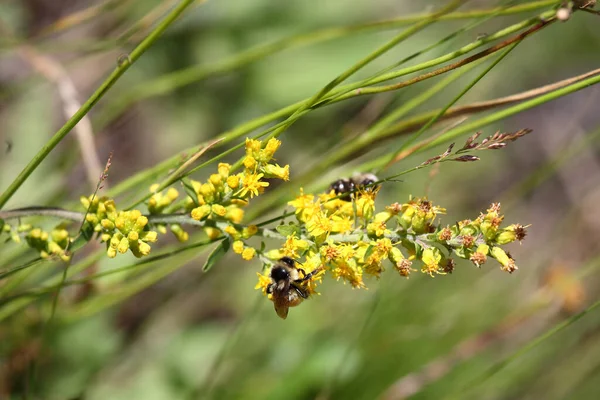 Blume Mit Biene Flower Bee Flos Apiformes — Zdjęcie stockowe
