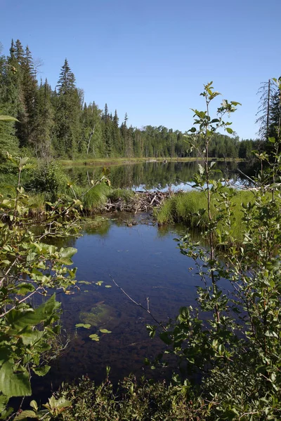 Chapleau Crown Game Preserve Biberbau Chapleau Crown Game Preserve Beaver — Stock Photo, Image