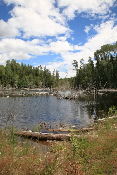 Chapleau Crown Game Preserve Chapleau Crown Game Preserve — Fotografia de Stock