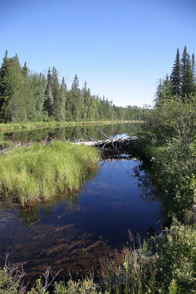 Chapleau Crown Game Preserve Chapleau Crown Game Preserve — Foto de Stock