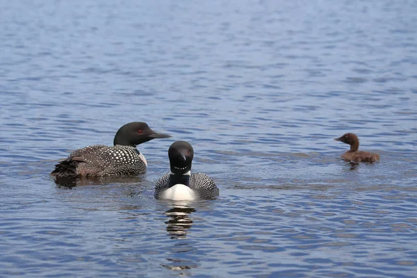 Eistaucher Common Loon Gavia Immer — Stock Photo, Image