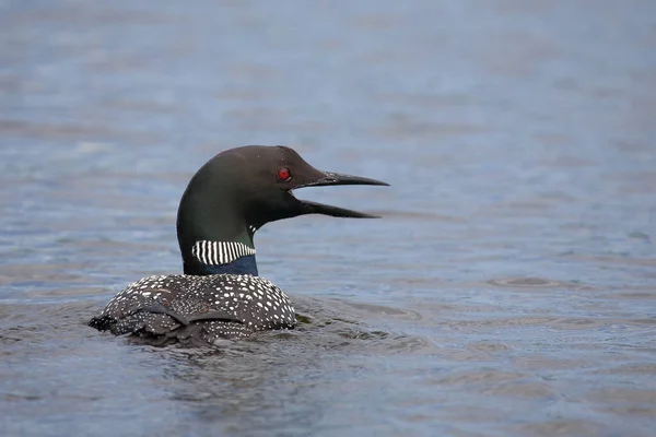 Eistaucher Common Loon Gavia Immer — Stock Photo, Image