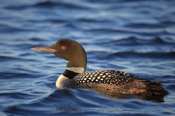 Eistaucher Common Loon Gavia Immer — Stock Photo, Image