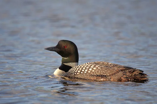 Eistaucher Common Loon Gavia Immer — Stock Photo, Image