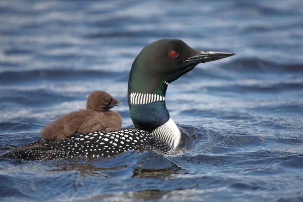 Eistaucher / Common delisi / Gavia immer