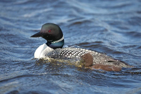 Eistaucher Common Loon Gavia Immer — Stock Photo, Image