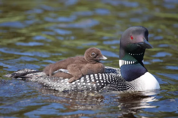 Eistaucher Common Loon Gavia Immer — стокове фото