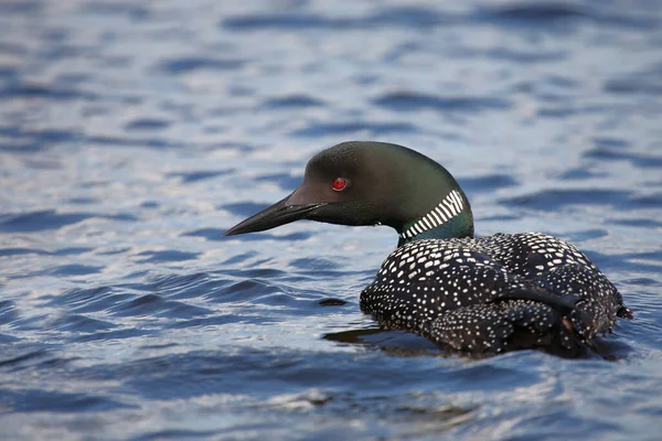 Eistaucher Common Loon Gavia Immer — Stock Photo, Image