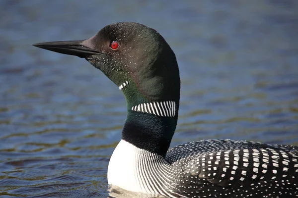 Eistaucher Common Loon Gavia Immer — Stock Photo, Image