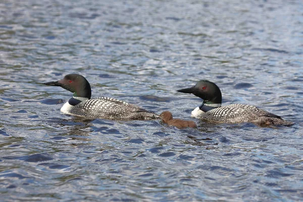 Eistaucher Common Loon Gavia — стоковое фото