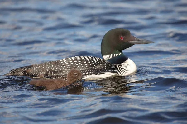 Eistaucher Common Loon Gavia Immer — Stock Photo, Image