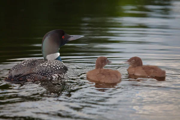 Eistaucher Common Loon Gavia — стоковое фото