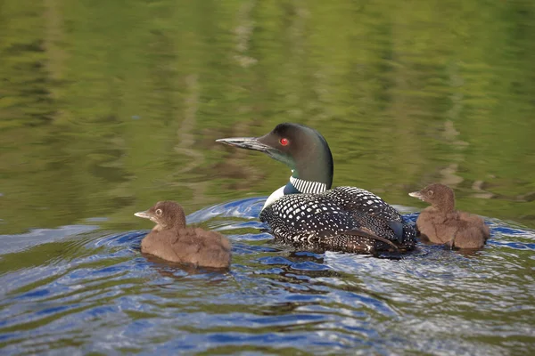 Eistaucher Common Loon Gavia Immer — Stock Photo, Image