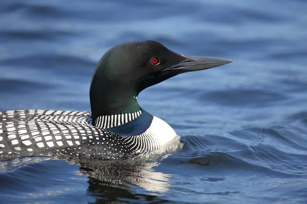 Eistaucher Common Loon Gavia Immer — Stock Photo, Image