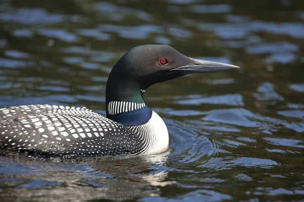 Eistaucher Common Loon Gavia Immer — Stock Photo, Image