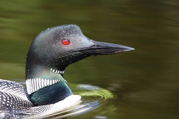 Eistaucher Common Loon Gavia Immer — Stock Photo, Image