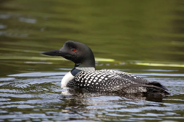 Eistaucher Common Loon Gavia Immer — Stock Photo, Image