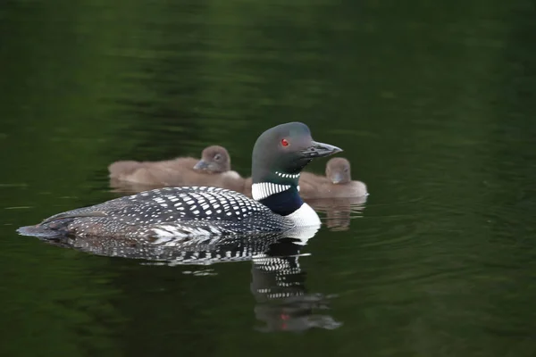 Eistaucher Common Loon Gavia Immer — Stock Photo, Image