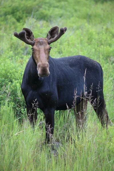 Elch Moose Alces Alces — Φωτογραφία Αρχείου