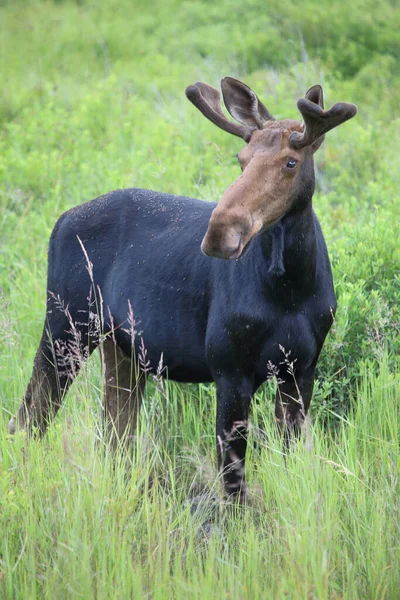 Elch Moose Alces Alces — Φωτογραφία Αρχείου