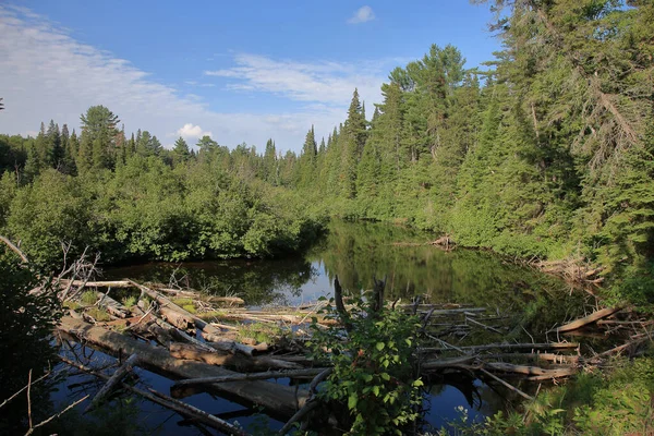 Kanada Provinciaal Park Algonquin Canada Provinciaal Park Algonquin — Stockfoto