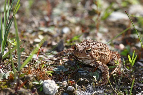 Kanada Kroete Oder Dakota Kroete Canadian Toad Anaxyrus Hemiophys — ストック写真