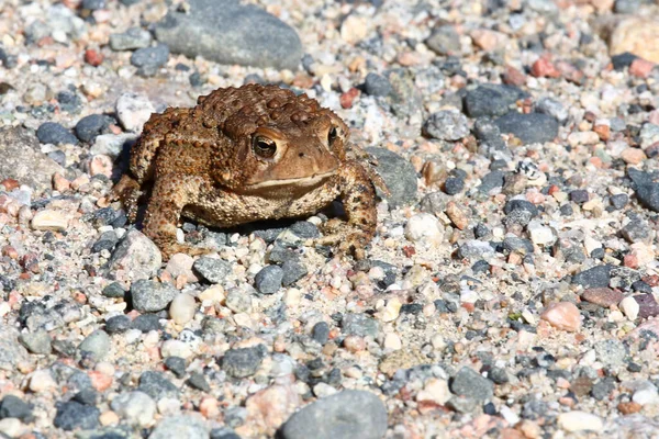 Kanada-Kroete oder Dakota-Kroete / Kanada kurbağası / Anaxyrus hemiophrys