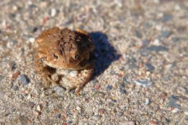 Kanada Kroete Oder Dakota Kroete Canadian Toad Anaxyrus Hemiophys — ストック写真