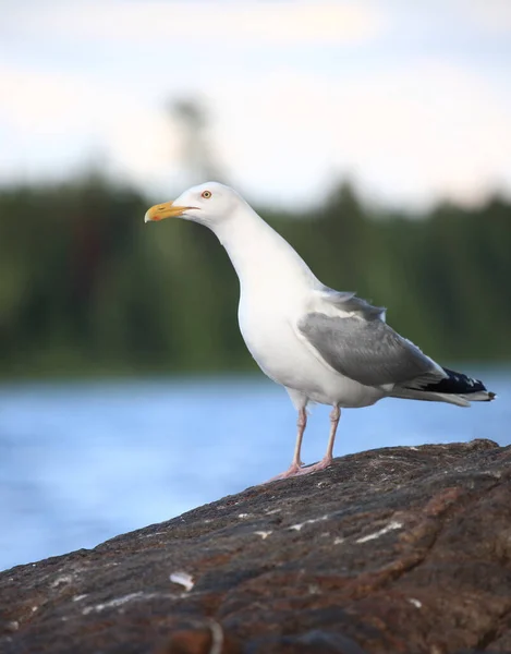 Kanadamoewe Oder Amerikanische Silbermoewe Amerikaanse Zilvermeeuw Smithsonian Gull Larus Smithsonianus — Stockfoto