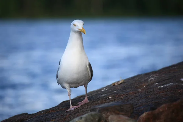 Kanadamoewe Oder Amerikanische Silbermoewe Amerikaanse Zilvermeeuw Smithsonian Gull Larus Smithsonianus — Stockfoto