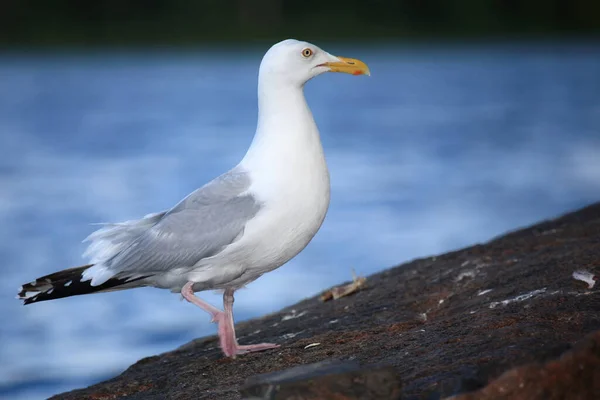 Kanadamoewe Oder Amerikanische Silbermoewe Gabbiano Aringa Americana Gabbiano Spitsoniano Larus — Foto Stock