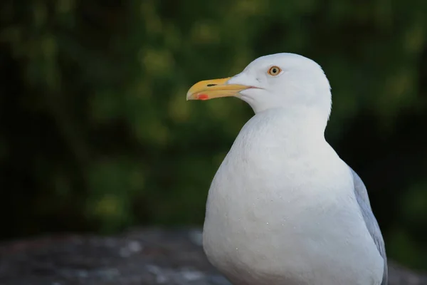 Kanadamoewe Oder Amerikanische Silbermoewe Goéland Argenté Goéland Simithsonien Larus Smithsonianus — Photo