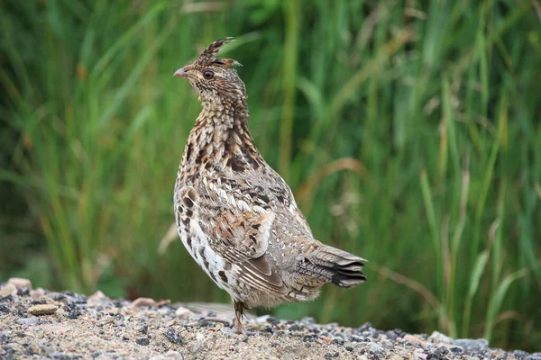 Kragenhuhn Ruffed Grouse Bonasa Umbellus — Stock Photo, Image